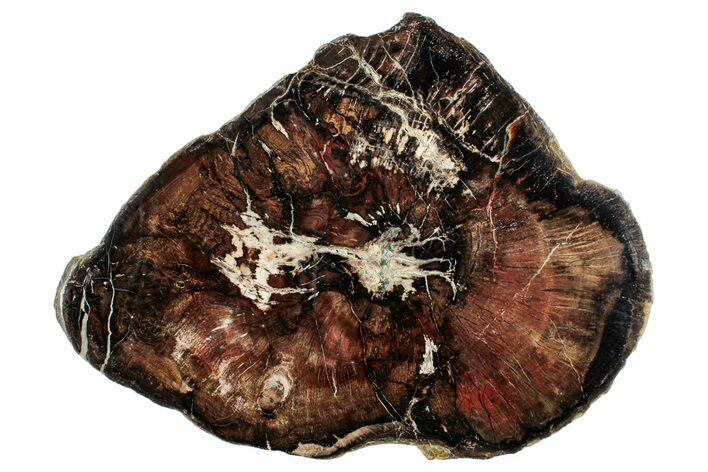 Polished Petrified Wood (Oak) Slab - Swartz Canyon, Oregon #244696